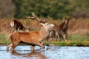 La « maladie du cerf zombie », qui se répand en Amérique du Nord, est-elle transmissible à l’homme ? – Edition du soir Ouest-France