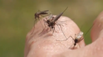 West Nile Virus detected in City of Bellaire, prompting spraying for mosquitoes in the area, Harris County health officials say West Nile Virus detected in City of Bellaire, prompting spraying for mosquitoes in the area, Harris County health officials say
