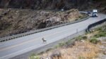 Nevada Should Boost Funding for Wildlife Crossings, Pew Says
