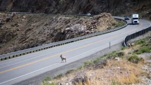 Nevada Should Boost Funding for Wildlife Crossings, Pew Says