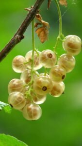 Is Gooseberry (Amla) Good for Diabetes?