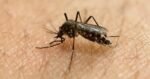 CDC warns of increased Dengue fever risk across the U.S.
