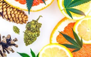 Can Terpenes Reverse A Bad Cannabis High?
