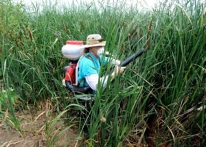 Longmont to battle West Nile Virus with mosquito spraying – Longmont Times-Call