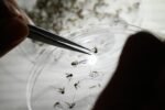 CDC warns of increased dengue fever risk in U.S. CDC warns of increased dengue fever risk in U.S.