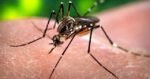 How to avoid mosquito bites, per the National Pest Management Association