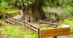 DAYTRIPPING: A short hike to see an ancient giant – Lewiston Morning Tribune