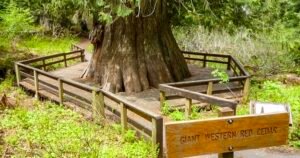 DAYTRIPPING: A short hike to see an ancient giant – Lewiston Morning Tribune