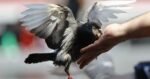 More birds in your neighbourhood could help mental health – Toronto Star