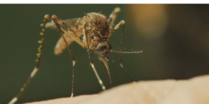 West Nile Virus detected in mosquitoes in Elkhart County West Nile Virus detected in mosquitoes in Elkhart County