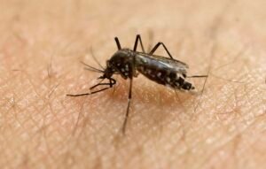 CDC warns of increased Dengue fever risk across the U.S.