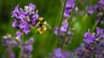 Bees Need Diverse Diet for Optimal Health