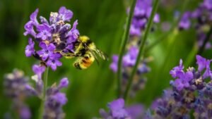 Bees Need Diverse Diet for Optimal Health