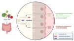 Dietary fiber found to regulate gut bacteria’s use of tryptophan, impacting health Dietary fiber found to regulate gut bacteria’s use of tryptophan, impacting health