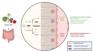 Dietary fiber found to regulate gut bacteria’s use of tryptophan, impacting health