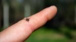 La région de Québec fait son entrée dans la zone endémique pour la maladie de Lyme