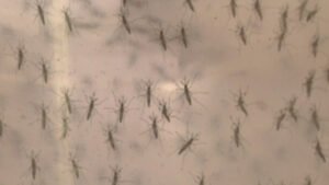 Three new cases of West Nile Virus in Clark County bring total to 10