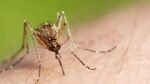 7 Harris County residents infected with mosquito-borne illness West Nile Virus, Harris County Public Health says