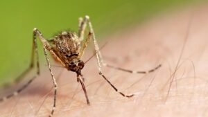 7 Harris County residents infected with mosquito-borne illness West Nile Virus, Harris County Public Health says