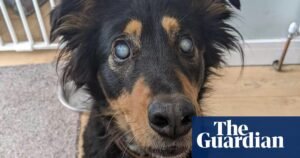 Genetic test could eradicate a type of inherited blindness in dogs | Medical research