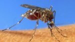 Nebraska human cases of West Nile Virus confirmed