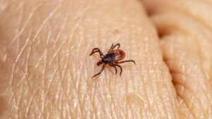 DOSSIER. Tiques en Haute-Garonne : une prolifération estivale inattendue qui inquiète