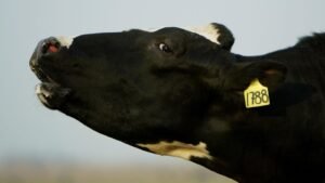 Scientists Show Cows Spread H5N1 Bird Flu Across U.S. Through Milk — Why That Matters As Pandemic Fears Grow