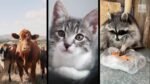 Bird Flu’s Alarming Jump To Cats, Raccoons Bird Flu’s Alarming Jump To Cats, Raccoons