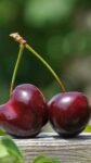 5 Health Benefits of Eating Cherries – WION 5 Health Benefits of Eating Cherries – WION