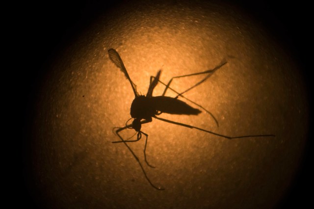 Experts notice influx of mosquitoes in Kansas amid wet and humid weather