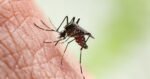 'Dengue-carrying mosquitoes' at the Olympics could bring virus to UK