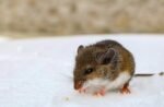 Arizona officials warn about spread of potentially fatal hantavirus