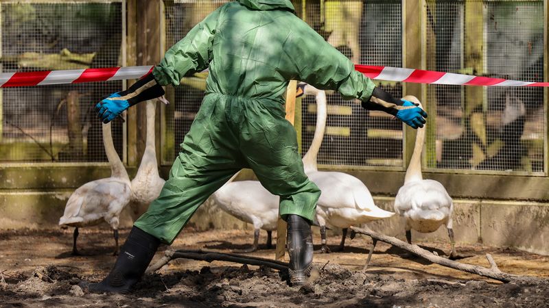 Source trompeuse – Des déclarations inventées sur la grippe aviaire