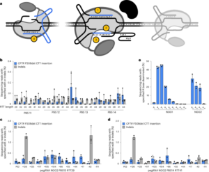Systematic optimization of prime editing for the efficient functional correction of CFTR F508del in human airway epithelial cells