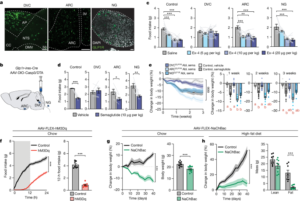 Dissociable hindbrain GLP1R circuits for satiety and aversion