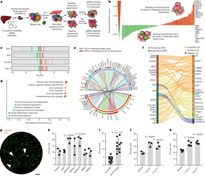 In vivo interaction screening reveals liver-derived constraints to metastasis