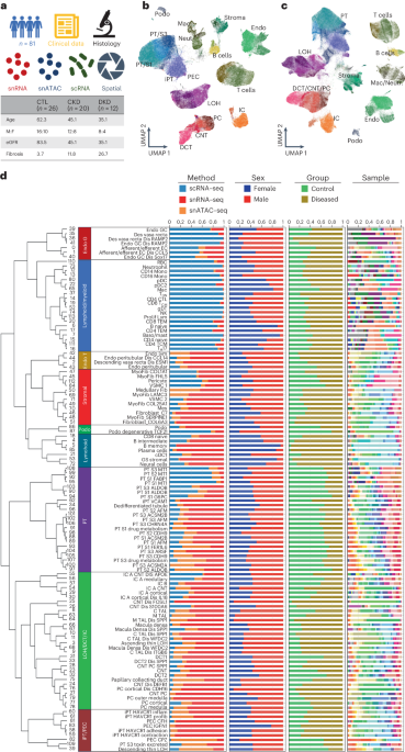 Single-cell multi-omic and spatial profiling of human kidneys implicates the fibrotic microenvironment in kidney disease progression