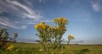 Ragwort warning after Limerick herd suffers multiple losses
