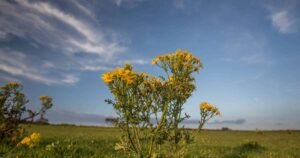 Ragwort warning after Limerick herd suffers multiple losses