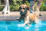 You can take your pup for a swim at a Grand Rapids city pool for free