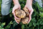 FSANZ Invites Comments on Food Derived from GM Potato- Crop Biotech Update (July 24, 2024) | Crop Biotech Update