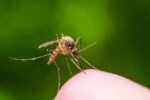 More mosquitoes in Canton test positive for West Nile