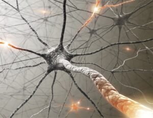 WVU researchers explore immune cell interactions in multiple sclerosis