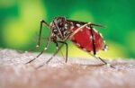 Research shows obese children at higher risk of hospitalization from dengue