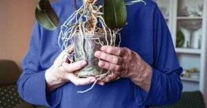 Parkinson’s disease: Researchers differentiate 3 subtypes