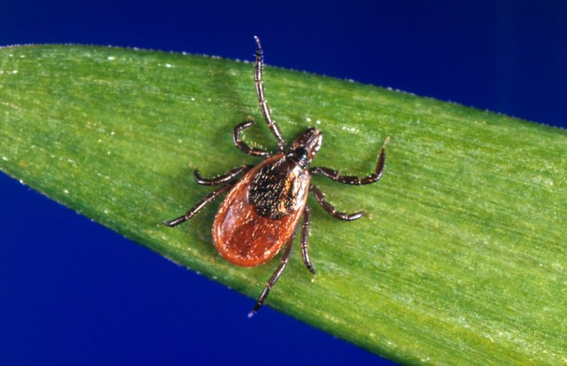 Richmond and Henrico Health Districts give tick safety tips