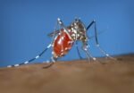 3 out of 9 human cases of West Nile virus in Texas have more severe form of the disease