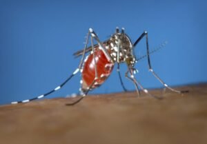 3 out of 9 human cases of West Nile virus in Texas have more severe form of the disease