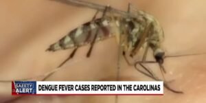 Dengue fever cases reported in Carolinas