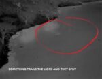 Scientists Capture Lions’ Record-Breaking Swim in Crocodile-Infested Waters